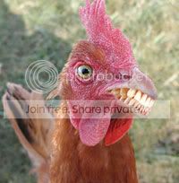 chicken_with_teeth_zps50d4169c.jpeg