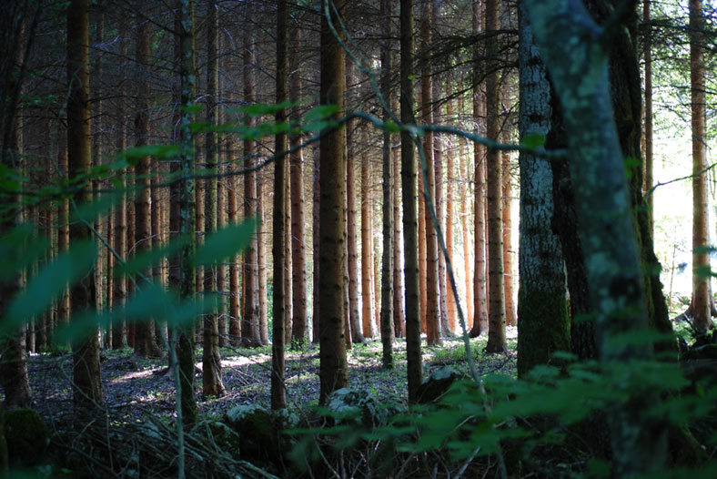 20080623193846_enchanted_forrest.jpg